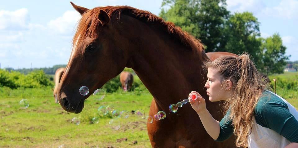 Fuldblod (XX) Red Lightning. billede 16