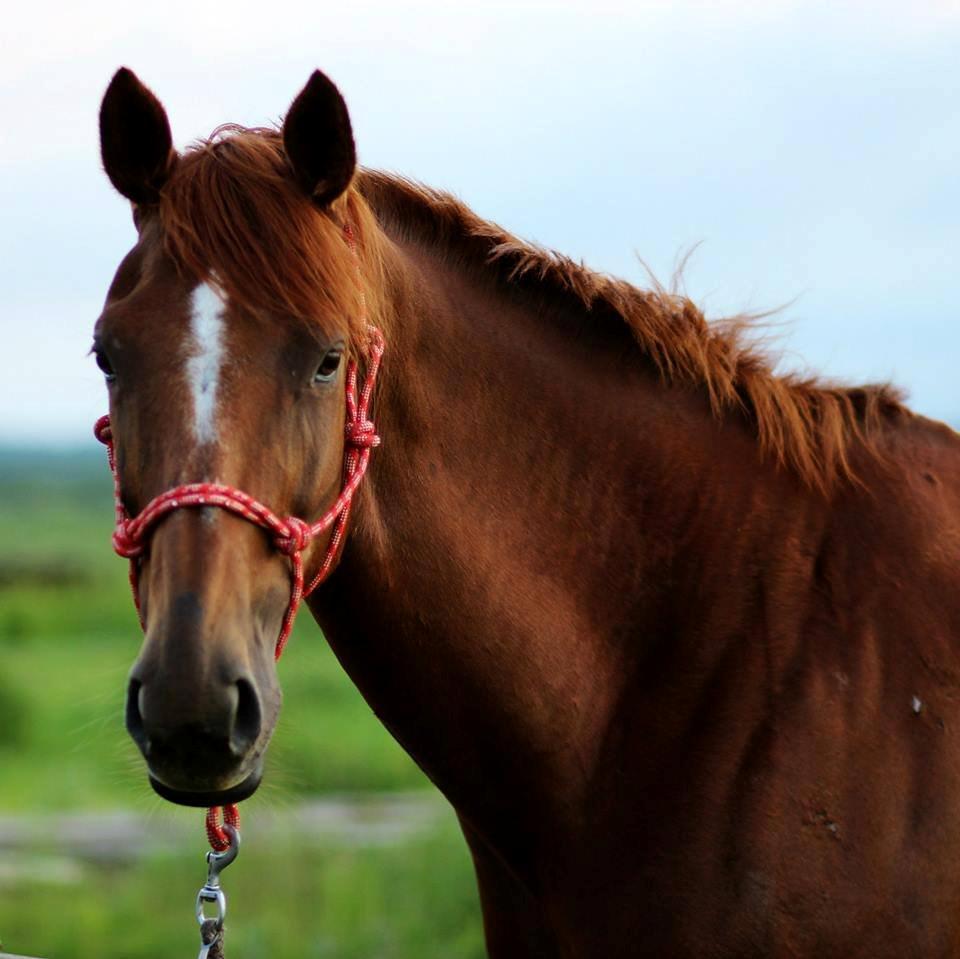 Fuldblod (XX) Red Lightning. billede 18