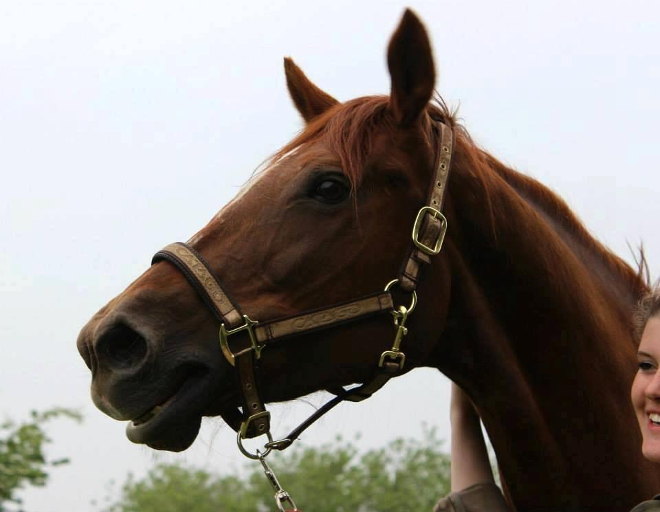 Fuldblod (XX) Red Lightning. billede 19