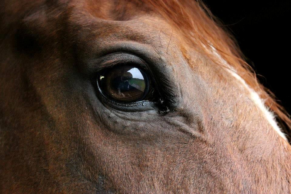 Fuldblod (XX) Red Lightning. billede 20