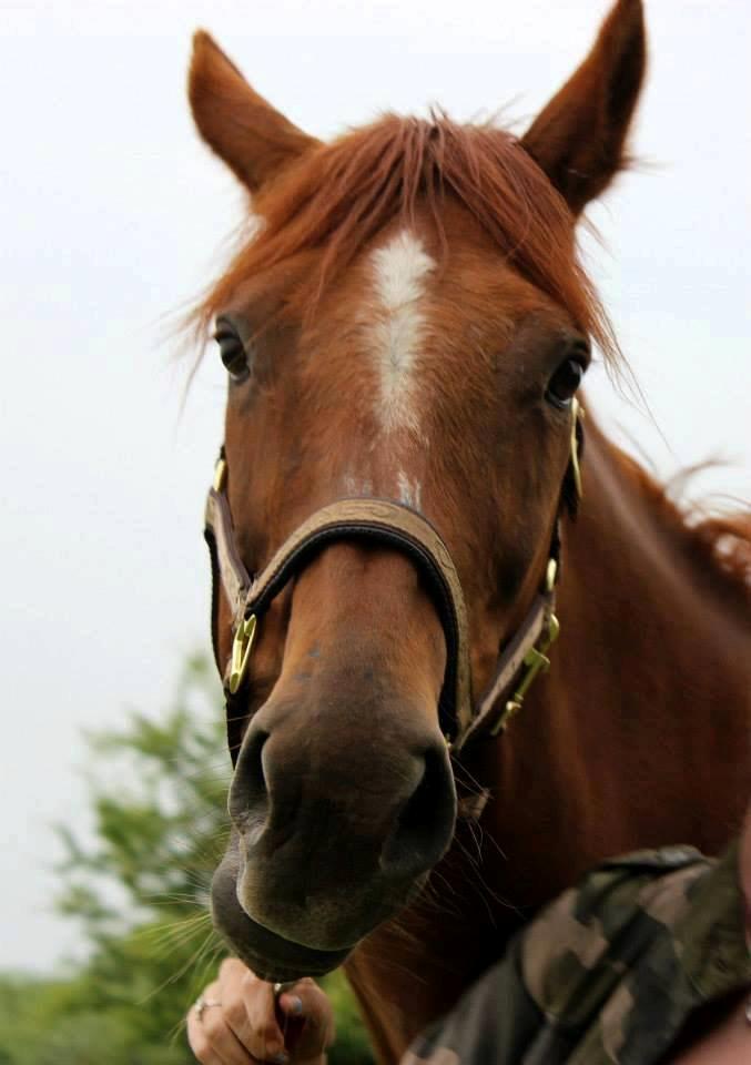 Fuldblod (XX) Red Lightning. billede 21