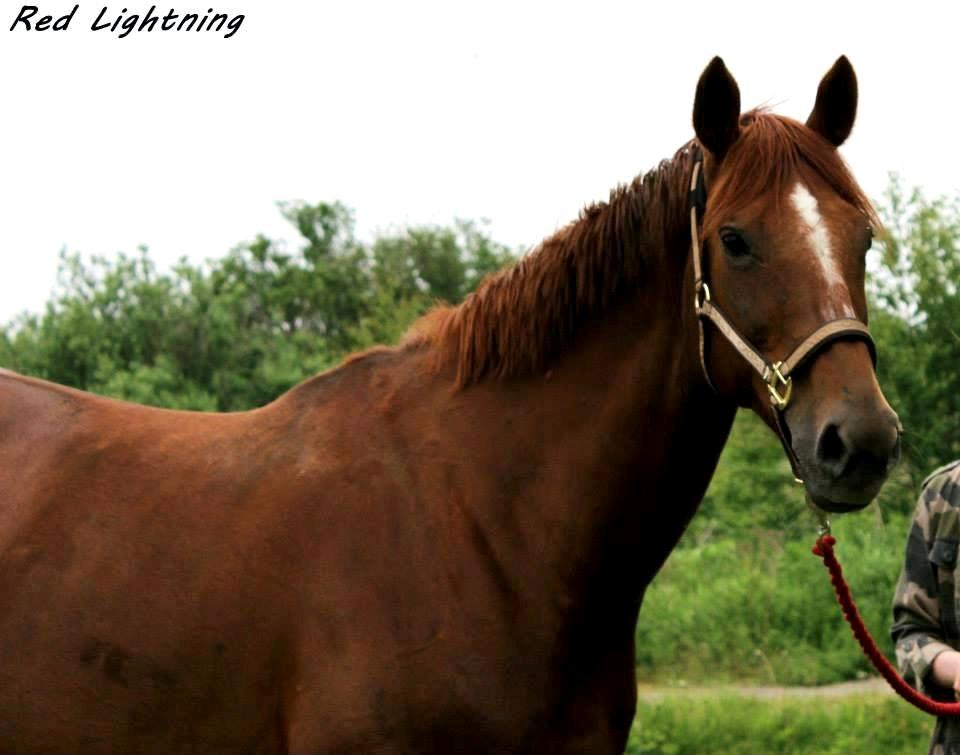 Fuldblod (XX) Red Lightning. billede 22