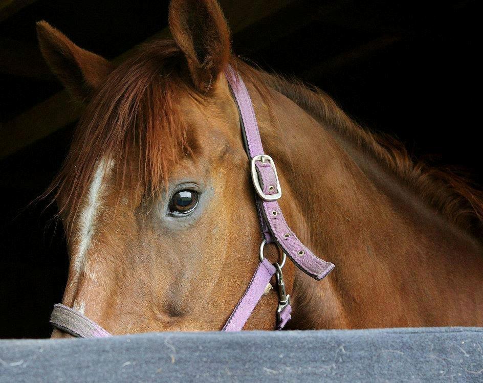 Fuldblod (XX) Red Lightning. billede 23