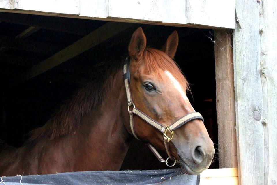 Fuldblod (XX) Red Lightning. billede 24