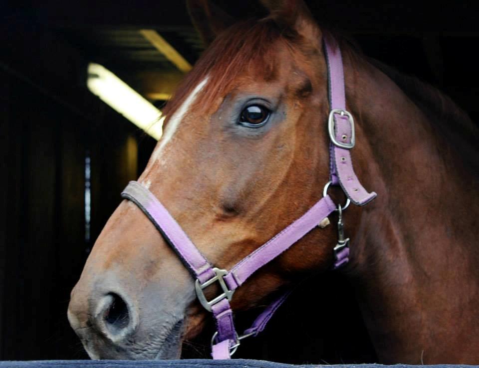 Fuldblod (XX) Red Lightning. billede 25