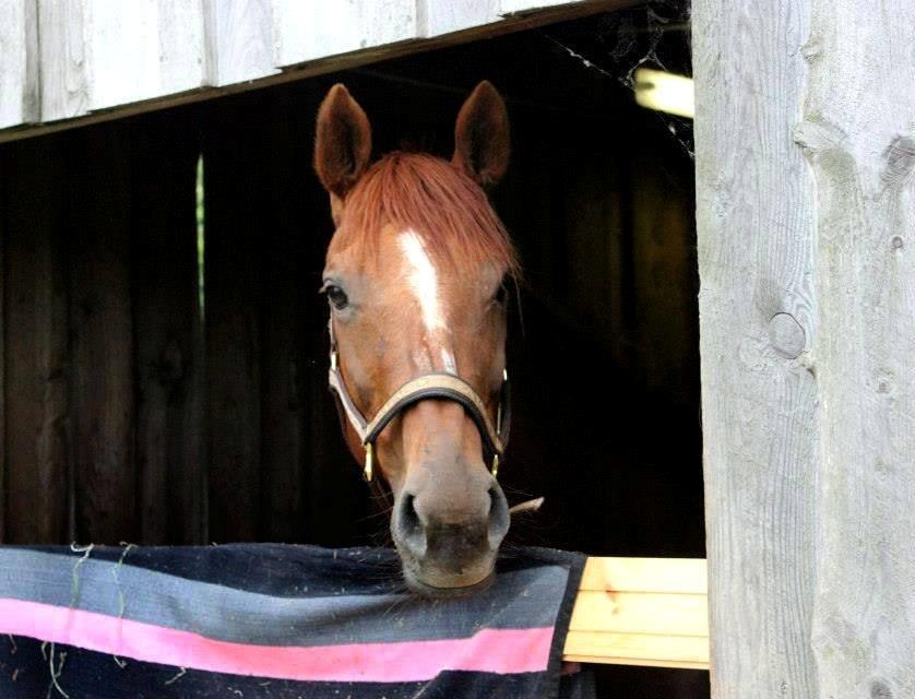 Fuldblod (XX) Red Lightning. billede 26