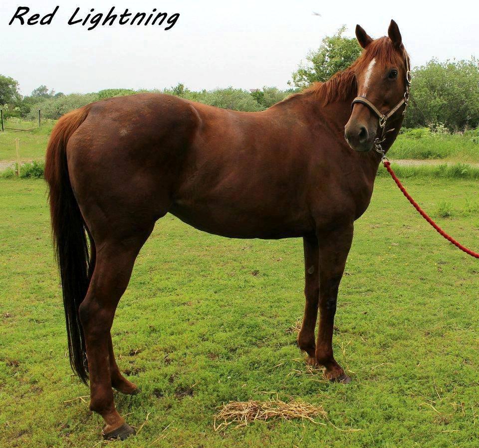 Fuldblod (XX) Red Lightning. billede 27