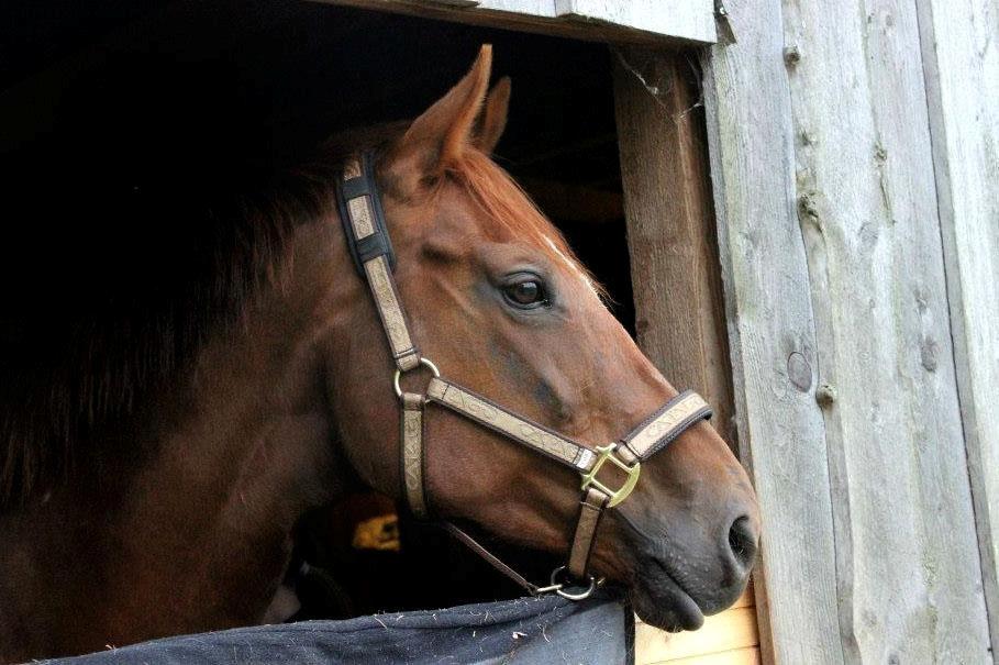 Fuldblod (XX) Red Lightning. billede 28