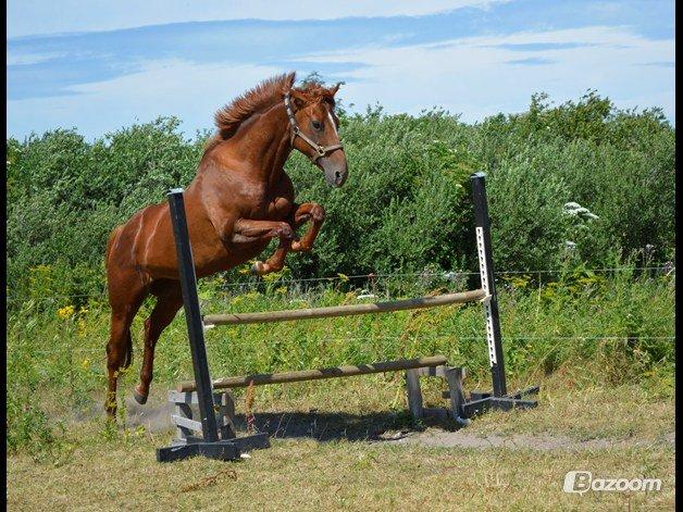 Fuldblod (XX) Red Lightning. billede 29