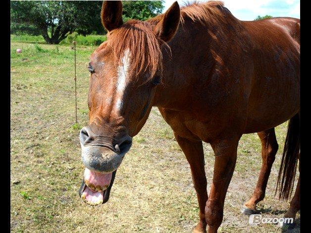 Fuldblod (XX) Red Lightning. billede 31