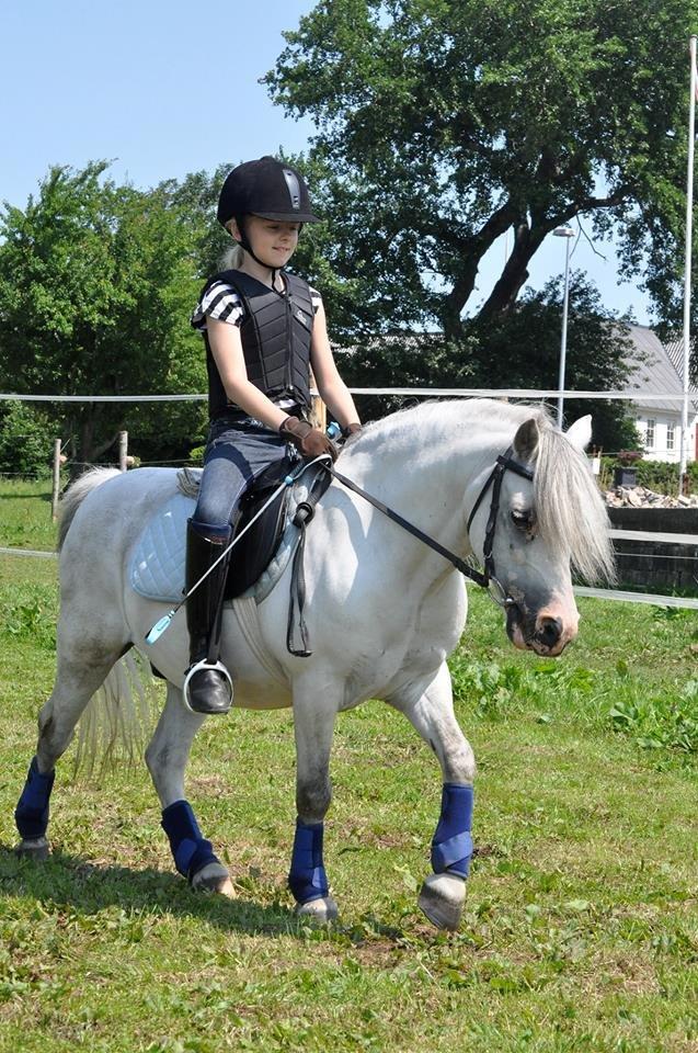 Welsh Mountain (sec A) Friars Grey Light billede 17