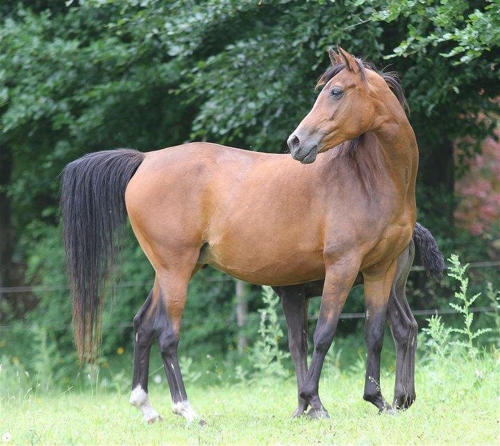 Arabisk fuldblod (OX) Majona By Marahepa - Billedet er taget af Davidson Arabians. billede 6