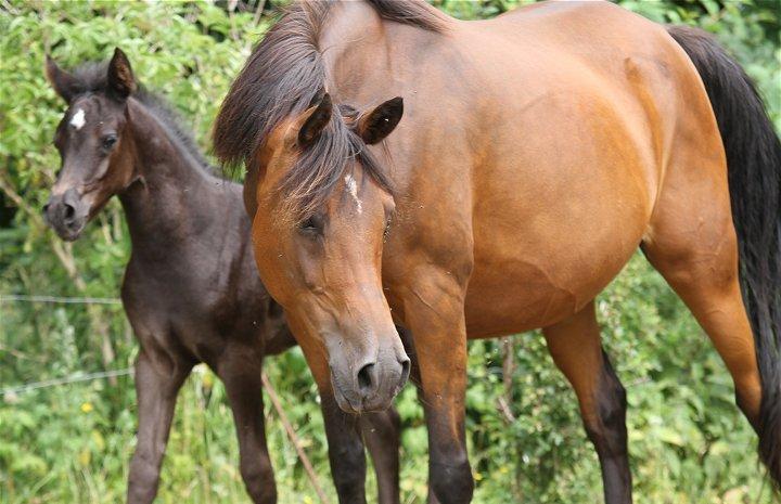 Arabisk fuldblod (OX) Majona By Marahepa - Billedet er taget af Davidson Arabians.  billede 5
