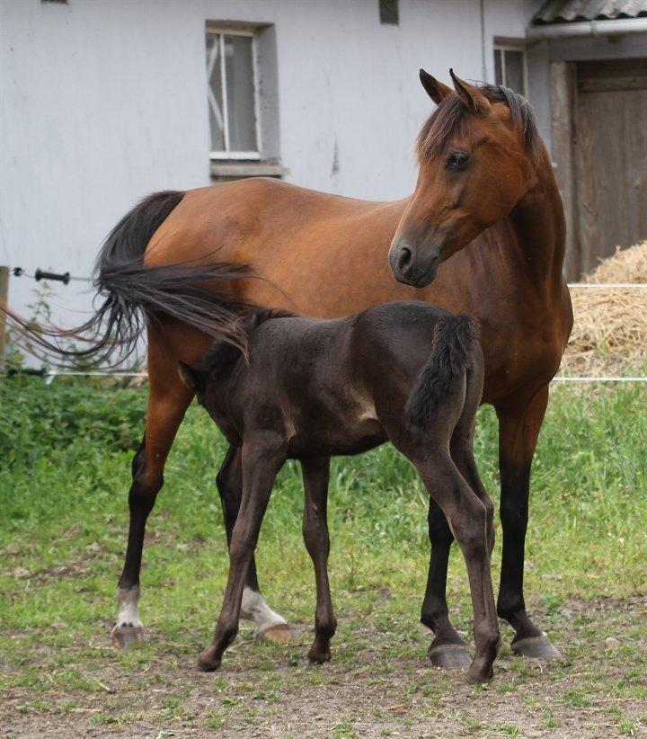 Arabisk fuldblod (OX) Majona By Marahepa - Billedet er taget af Davidson Arabians. billede 7