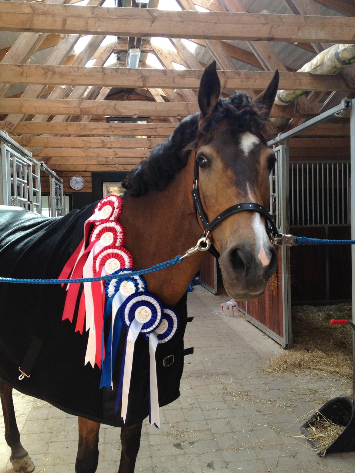 New Forest Orchid's Sheila B-pony billede 13