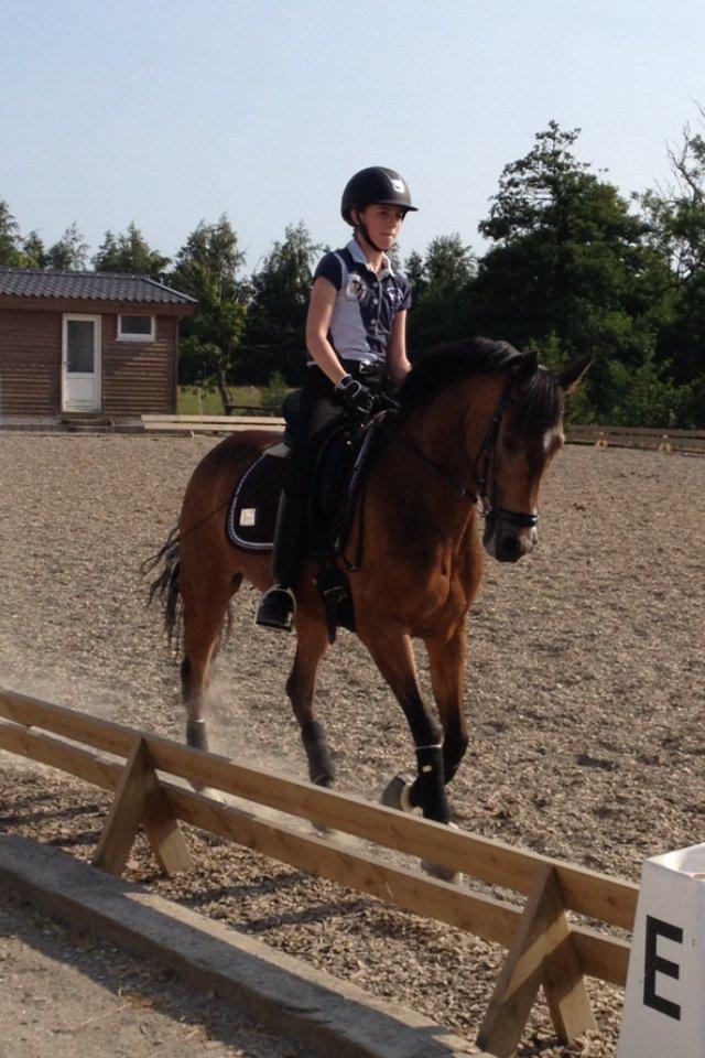 New Forest Orchid's Sheila B-pony billede 4