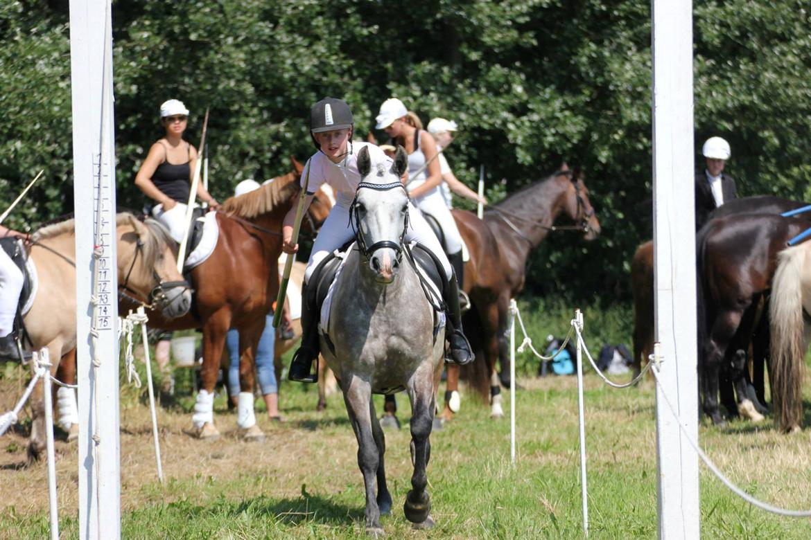 Connemara Bech's mighty lad - Seje Pony til hans første ringridning:-) billede 13