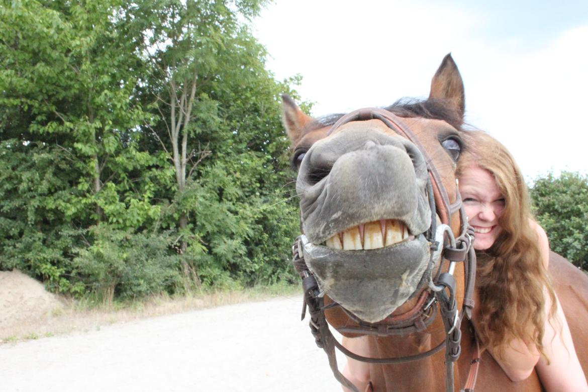 Welsh Partbred (Sec F) - Donna "Hougård" - SMILE Why? Because you can! <3 billede 6