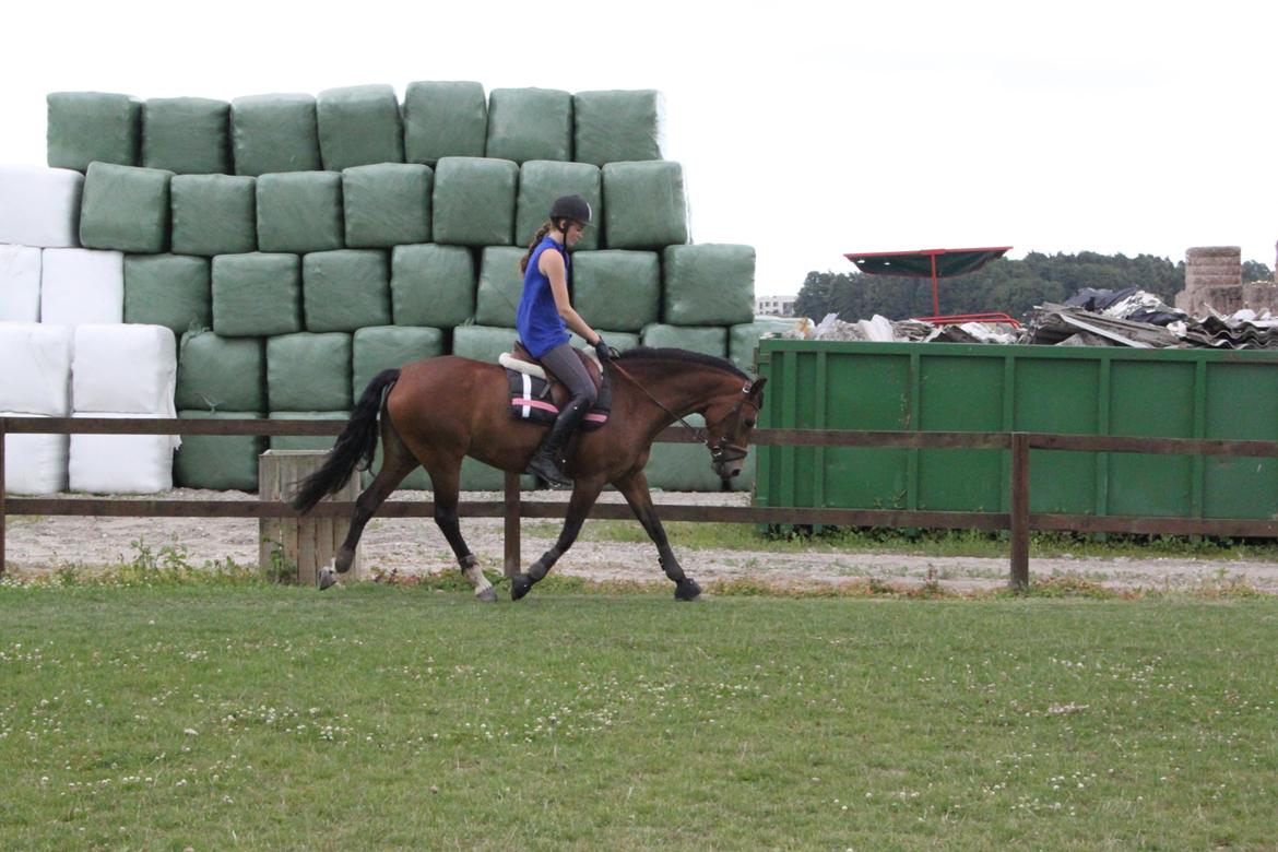 Welsh Partbred (Sec F) - Donna "Hougård" - Dejlig afslappet! læg mærke til de løse tøjler! <3 Foto: Camilla billede 8