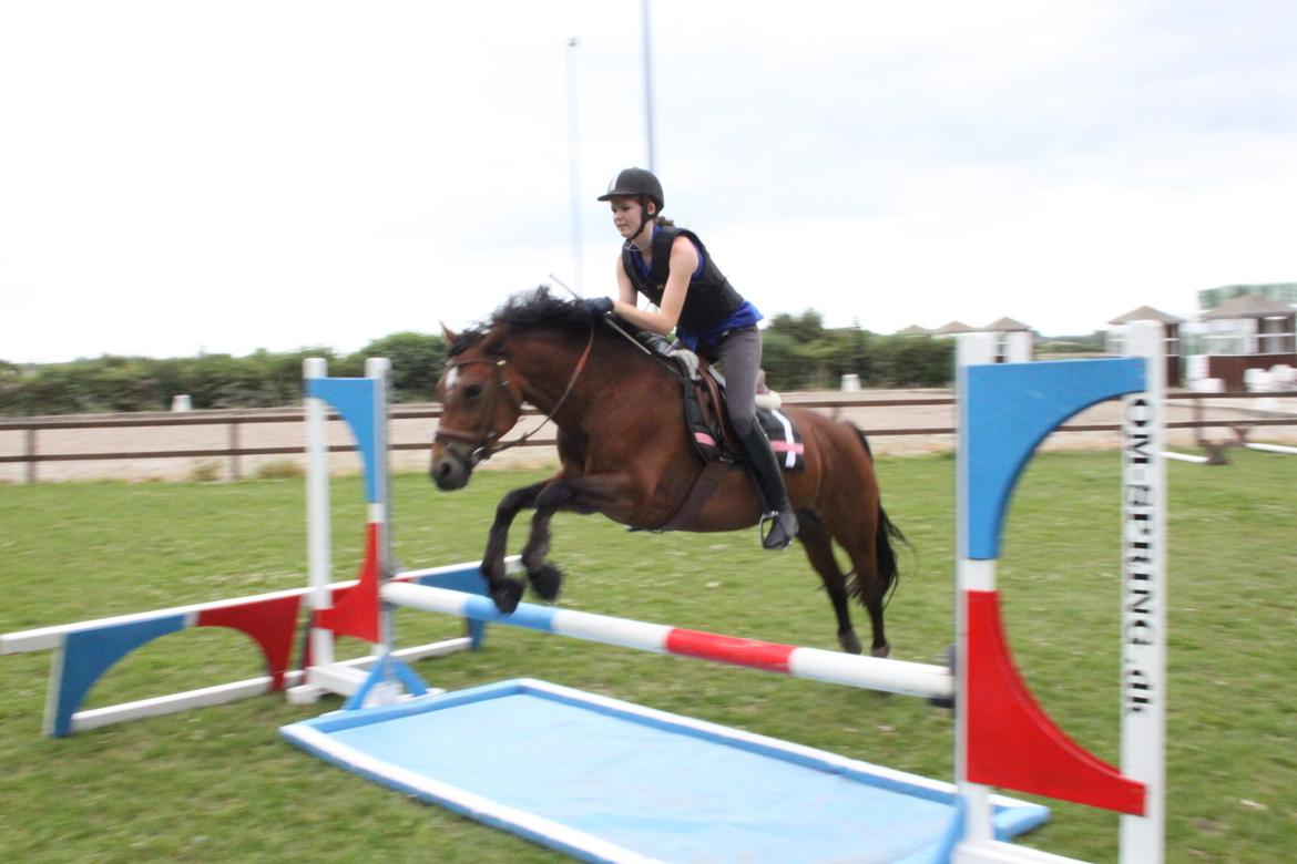 Welsh Partbred (Sec F) - Donna "Hougård" - Iskold <3 Foto: Camilla billede 16