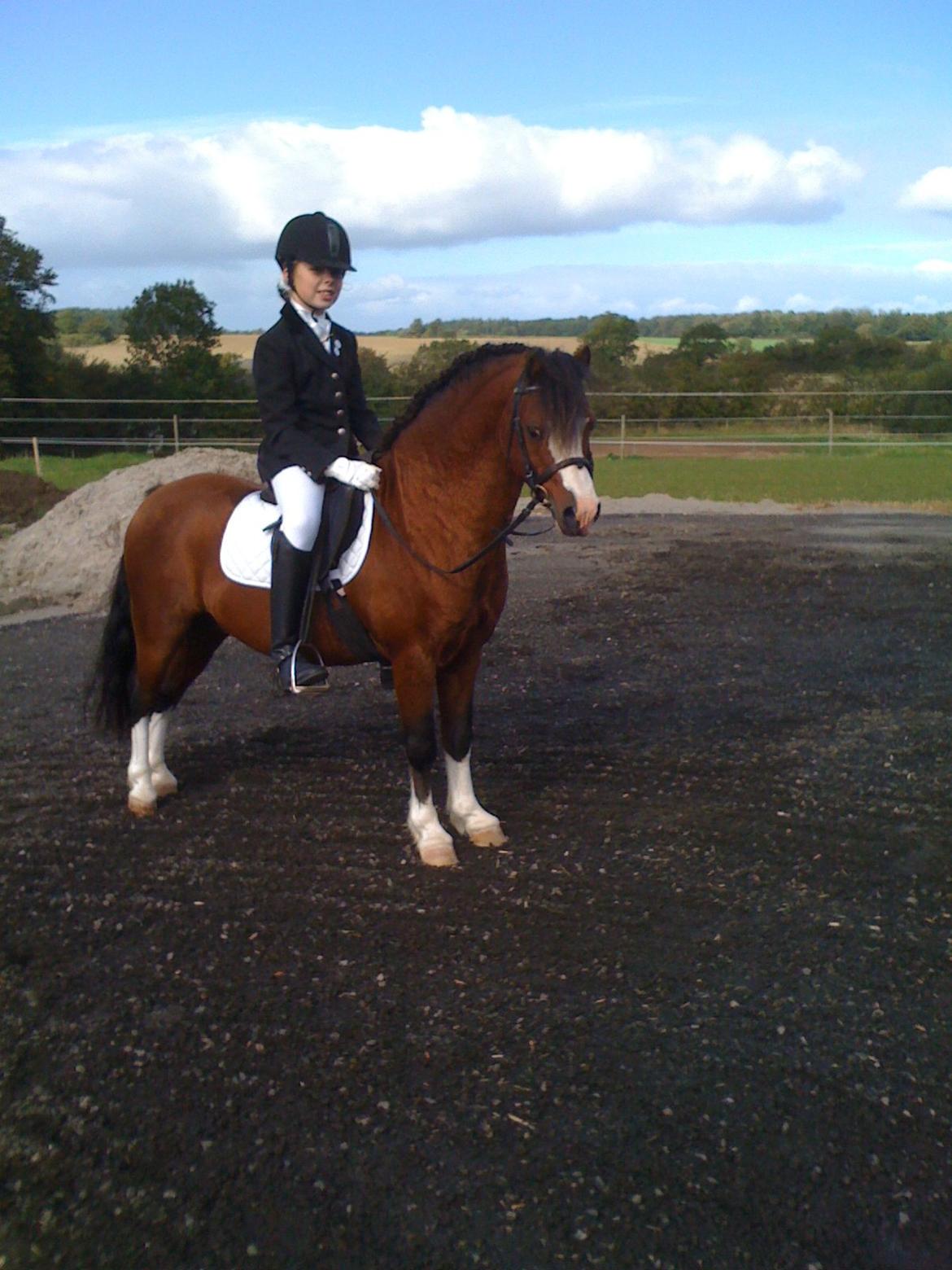 Welsh Mountain (sec A) Stoertebecker´s Genius - Efter vores 2. stævne billede 21