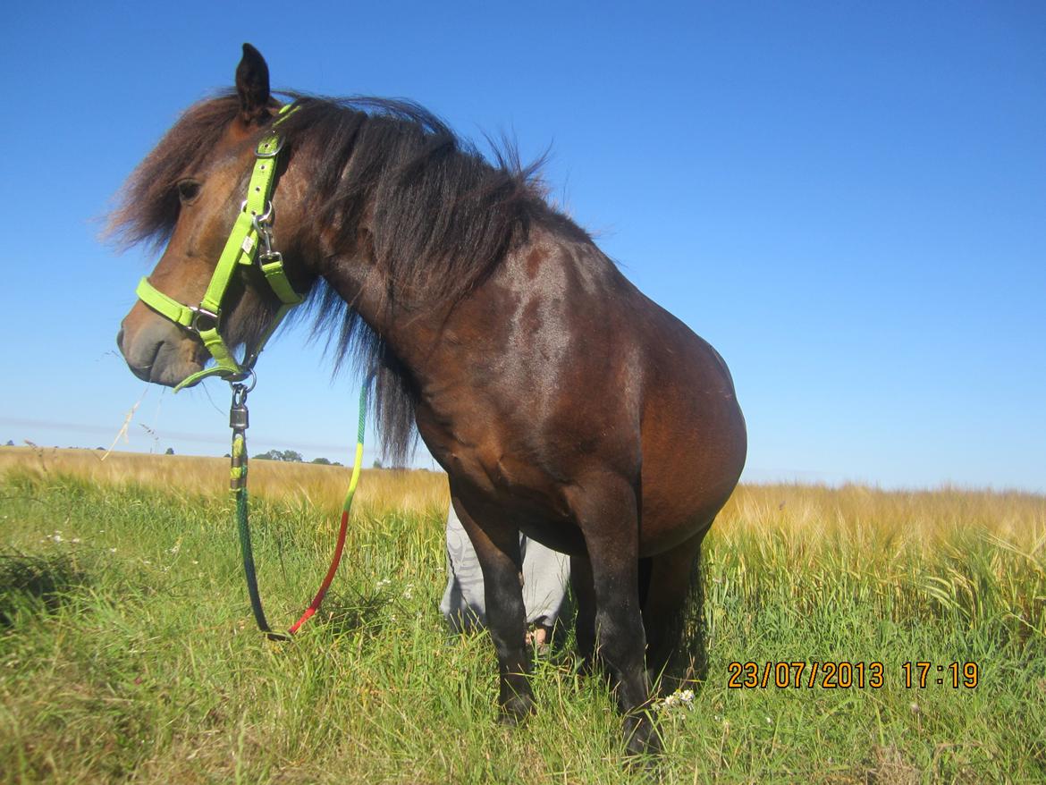Anden særlig race Jolly Jumper billede 2