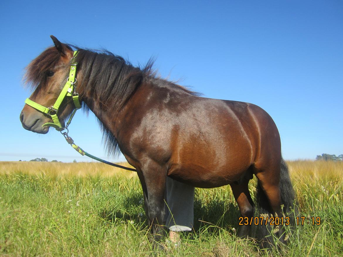 Anden særlig race Jolly Jumper billede 3