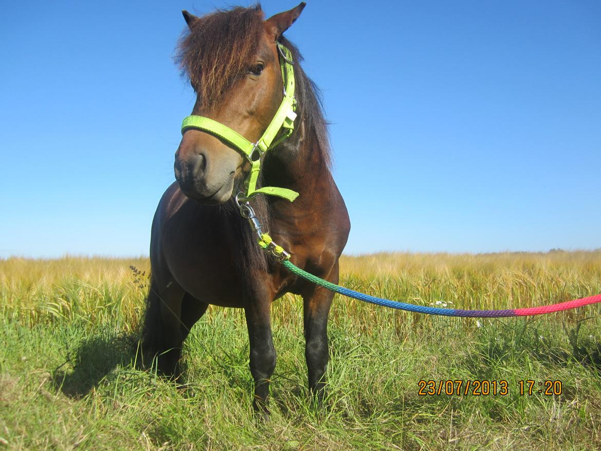 Anden særlig race Jolly Jumper billede 1