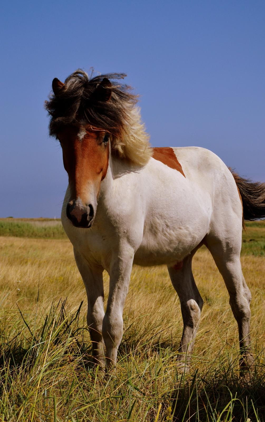 Islænder Mímir fra Havshøj - Love the life you live, and live the life you love  billede 1