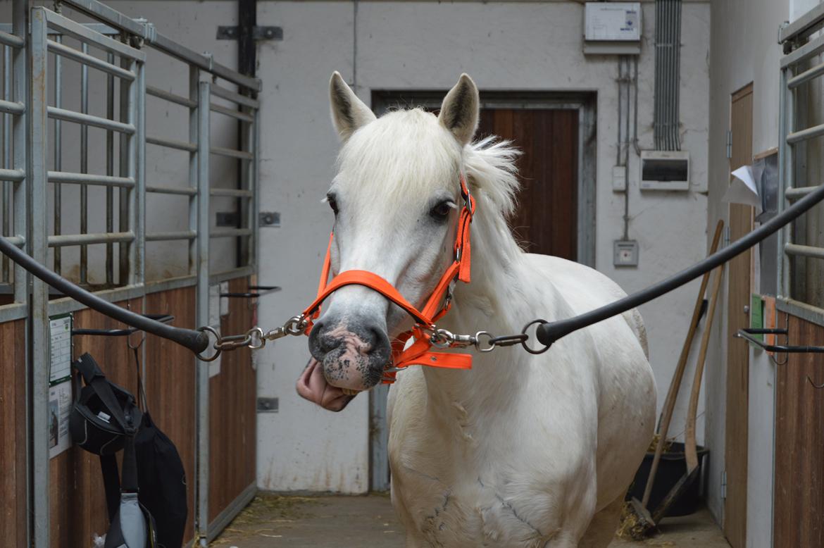 Connemara Asmindrupgårds Lorenzo<3 (passer) - man har kun det sjov man selv laver :-D billede 4