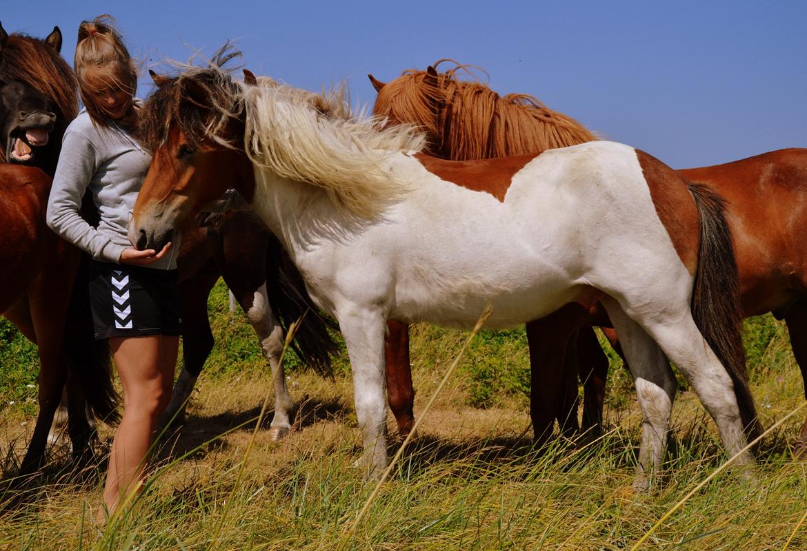Islænder Mímir fra Havshøj - Mímir er nu et år gammel <3 billede 18