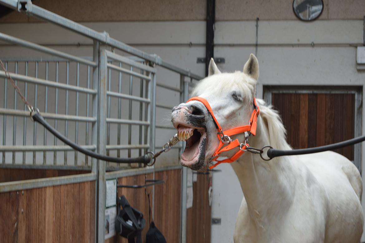 Connemara Asmindrupgårds Lorenzo<3 (passer) - håber ponyen hyggede sig.. han blev i hvertfald søvnig billede 5