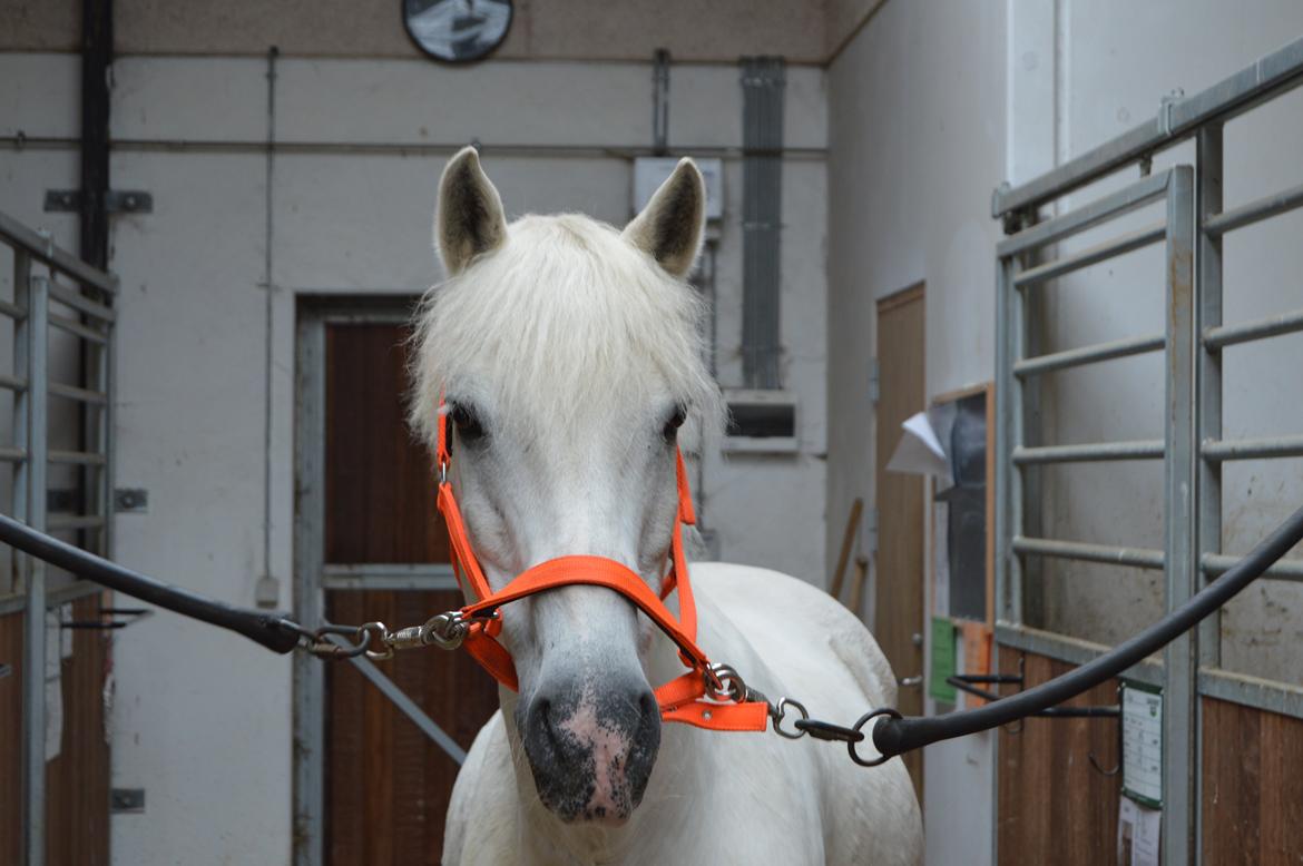 Connemara Asmindrupgårds Lorenzo<3 (passer) - Dejlige pony <3 billede 3