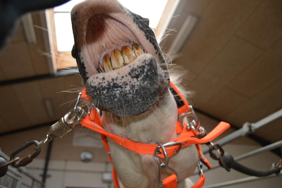 Connemara Asmindrupgårds Lorenzo<3 (passer) - ikke særlig godt billede, men det er dog stadig lidt sjovt:-D billede 18