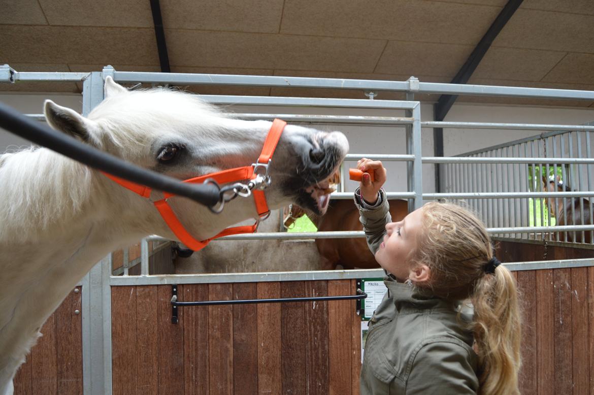 Connemara Asmindrupgårds Lorenzo<3 (passer) - igen en madglad pony der gør alt for mad  billede 21