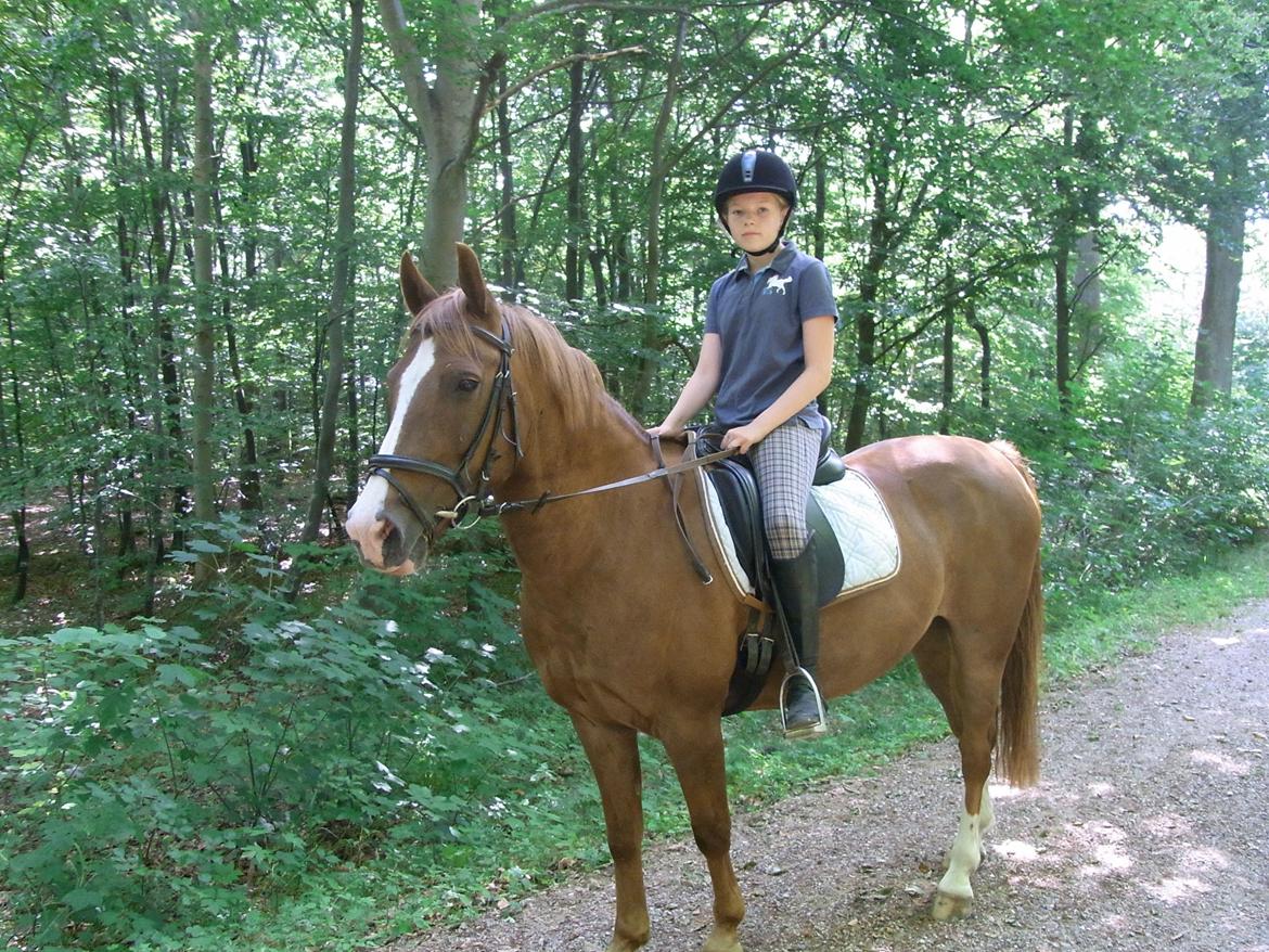 Anden særlig race Manzino billede 7