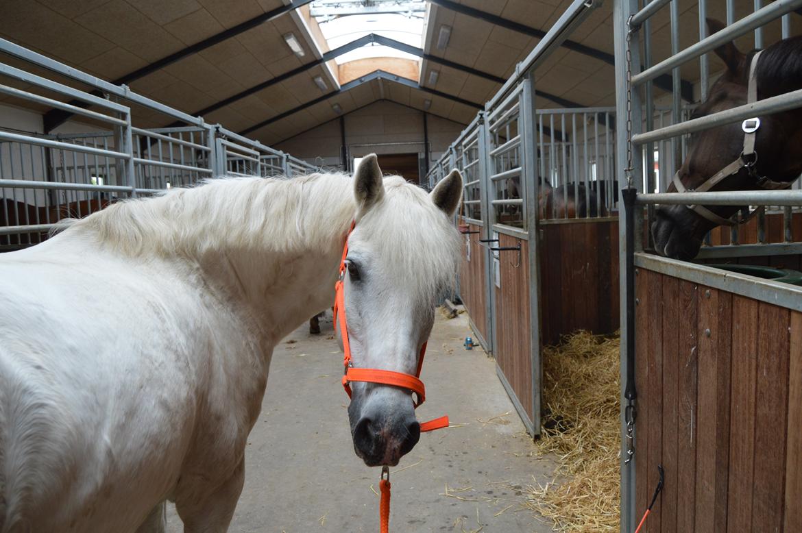Connemara Asmindrupgårds Lorenzo<3 (passer) - tak fordi i kiggede på hans profil, skriv en kommentar og så lægger jeg glædeligt en bedømmelse til jer:-D billede 22