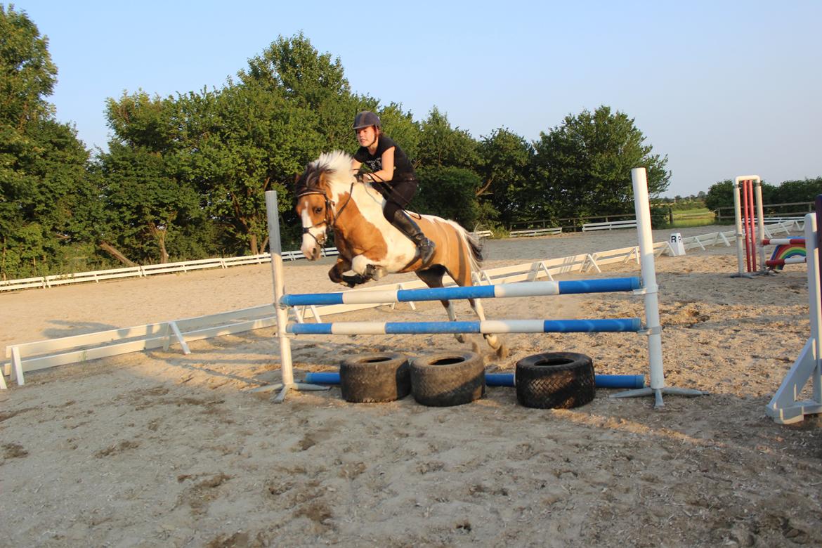 Pinto Stald poppels Hollywood Holy-man R.I.P MIN ENGEL - springning uden sadle foto: julie <3 billede 2