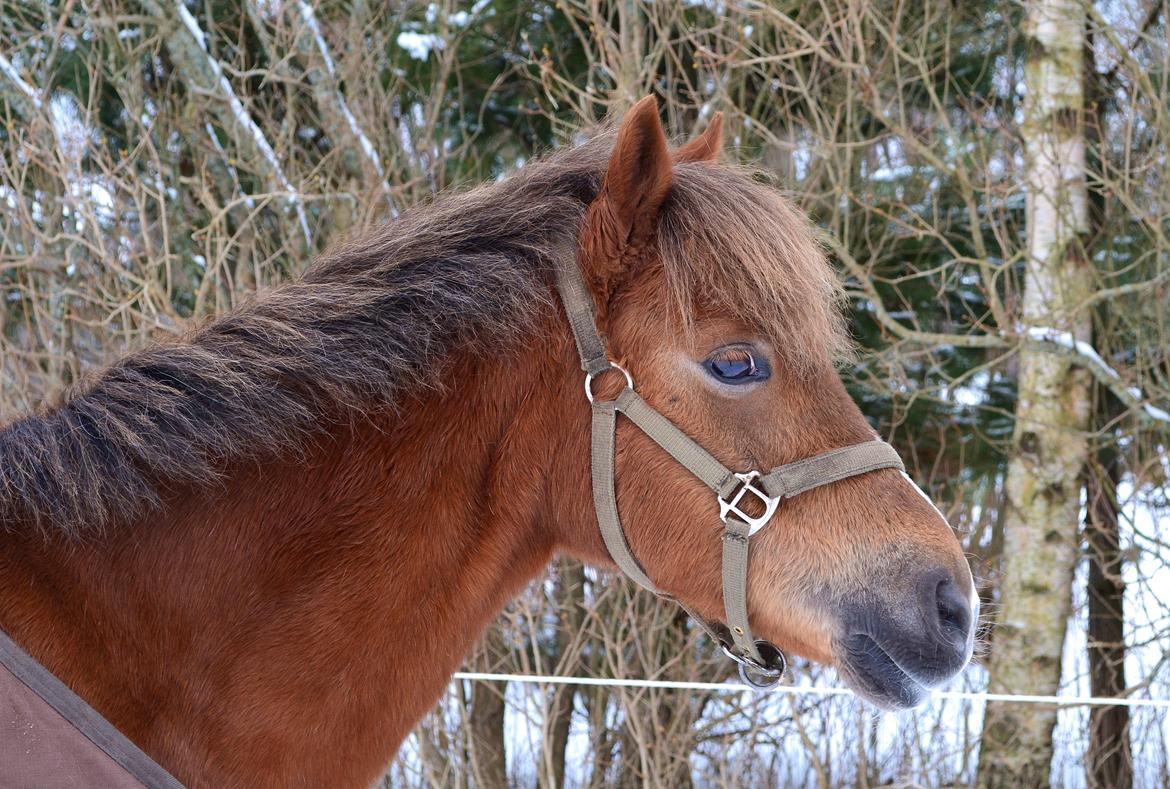 Welsh Pony (sec B) Hedebo's Cindi - Smukke pony! <3 billede 1