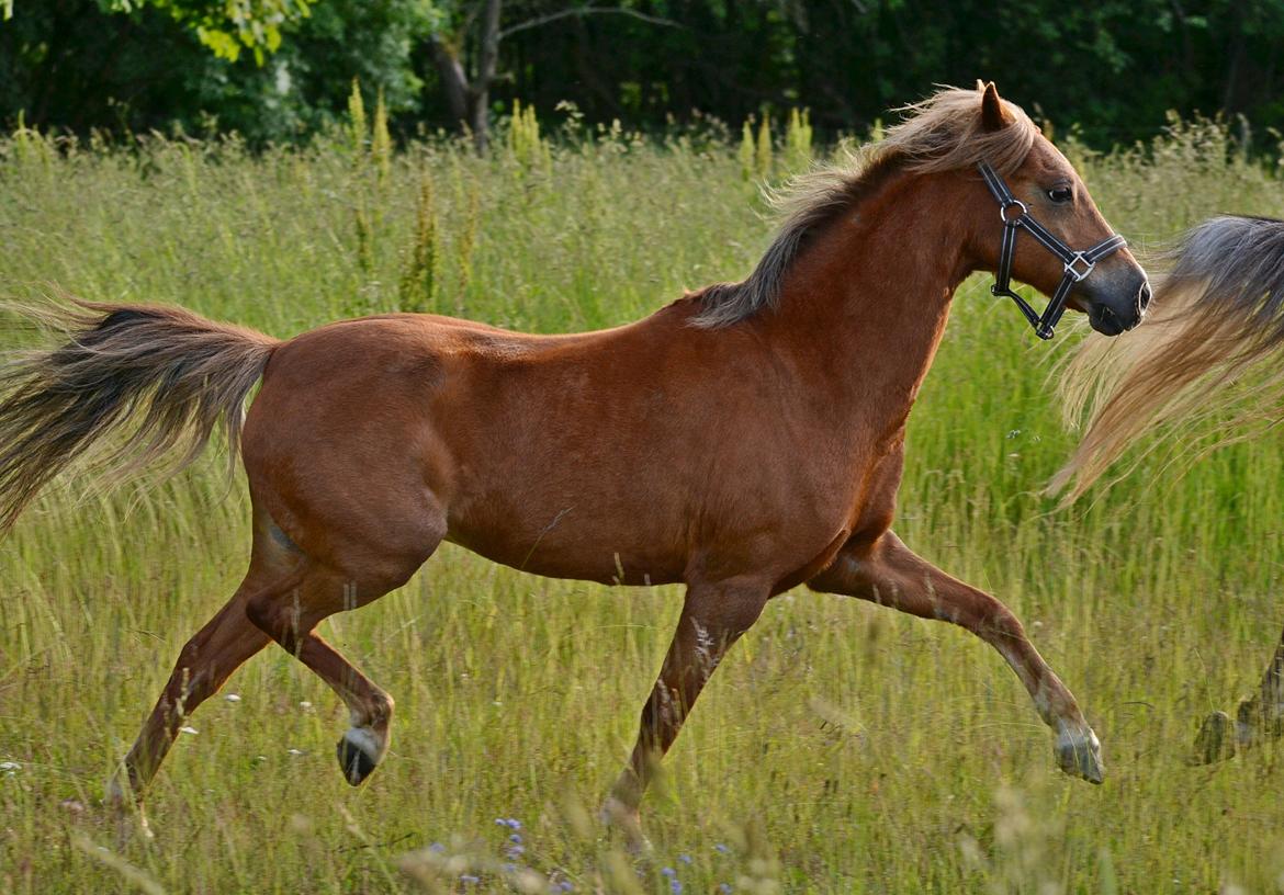 Welsh Pony (sec B) Hedebo's Cindi - Jaja, bare fordi man er lille, kan man nu godt bevæge sig! billede 9
