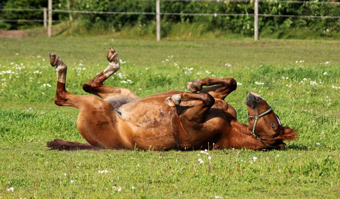 Anden særlig race Athene (SOLGT) - Ha ha, hun er en rulle pølse :D billede 15