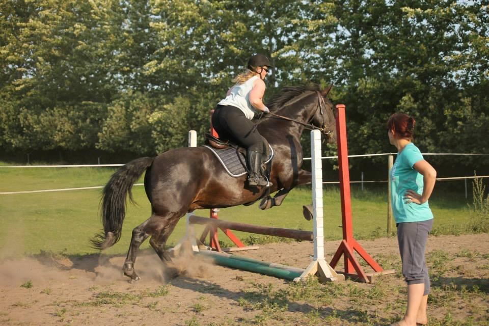 Anden særlig race Sir Arthur billede 1