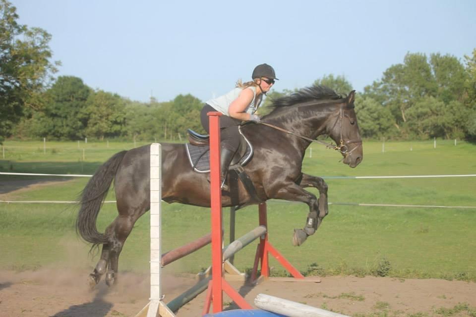 Anden særlig race Sir Arthur billede 2