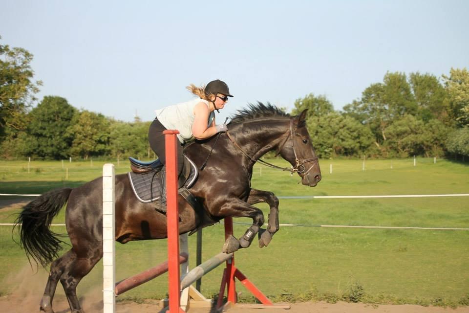 Anden særlig race Sir Arthur billede 3