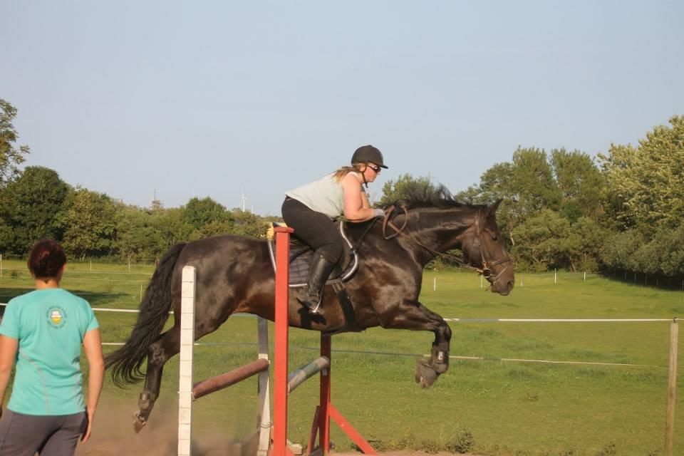 Anden særlig race Sir Arthur billede 4