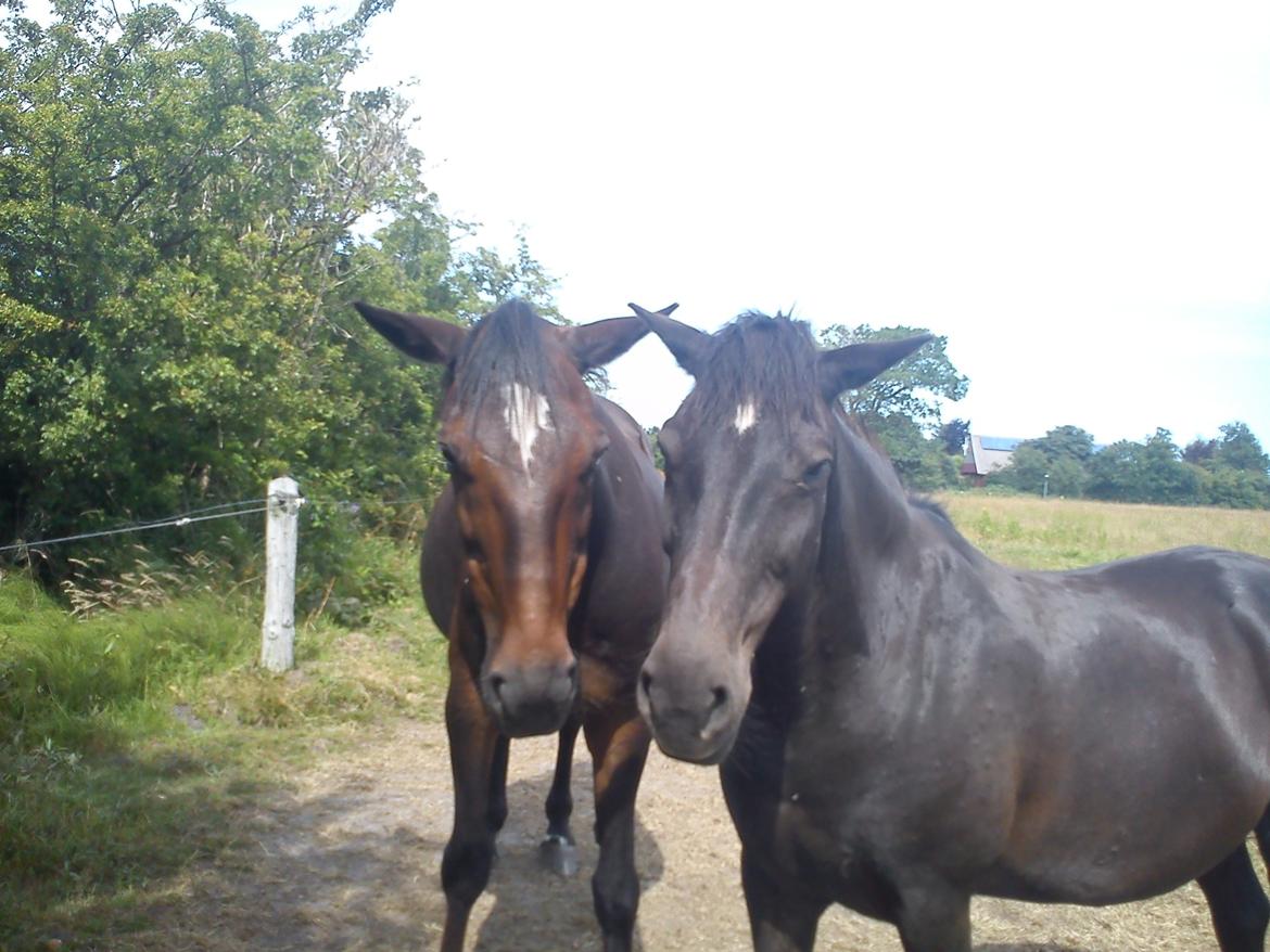 Traver Basse *Dixi Stenbäck* billede 13