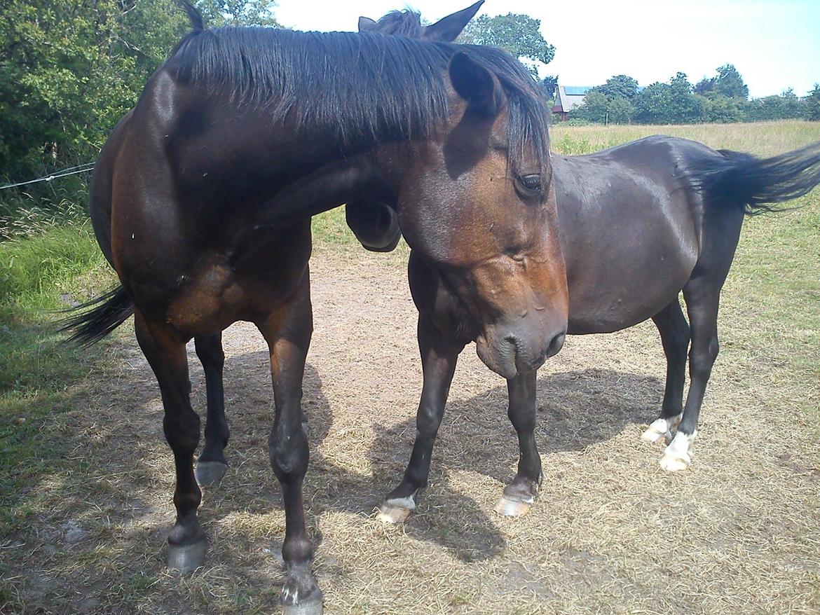 Traver Basse *Dixi Stenbäck* billede 14