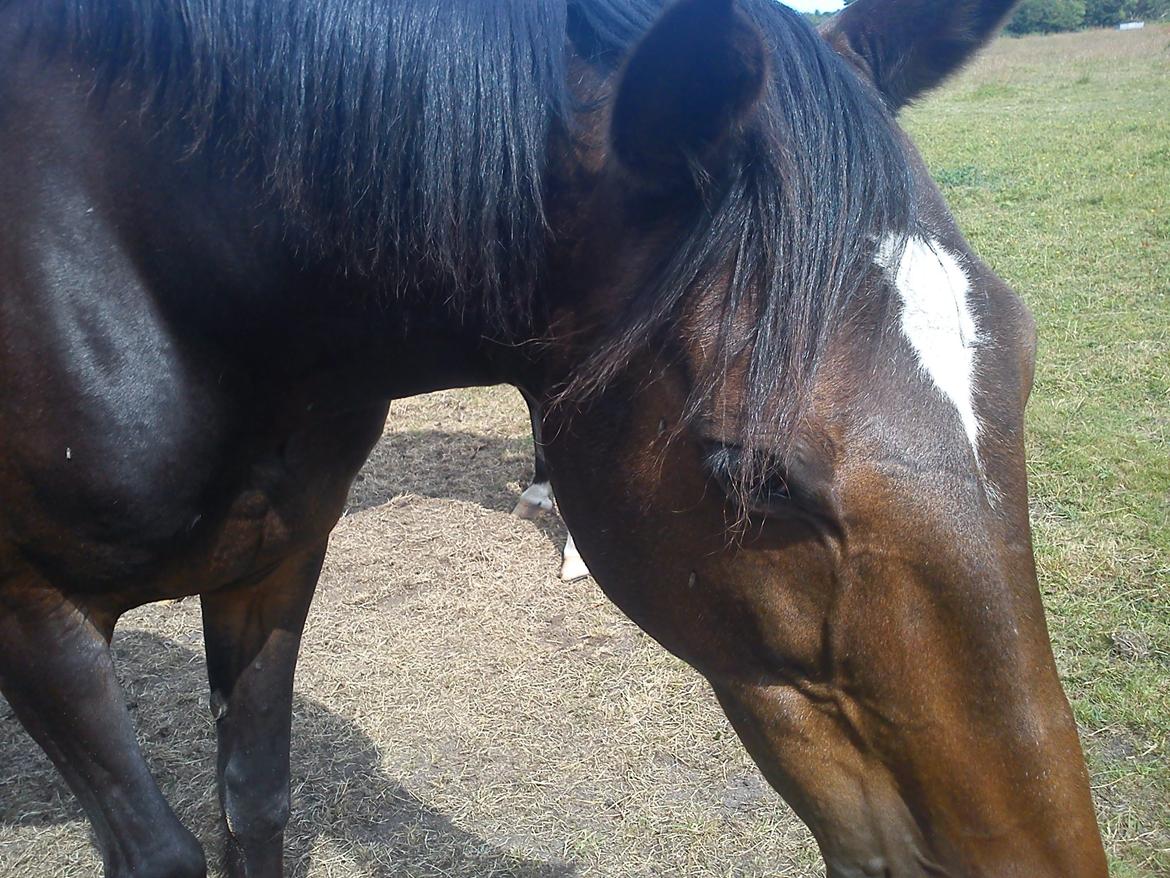 Traver Basse *Dixi Stenbäck* billede 15