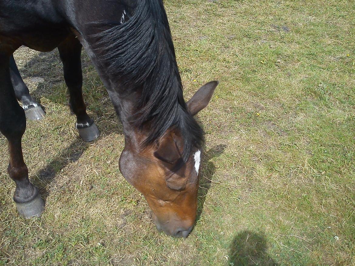 Traver Basse *Dixi Stenbäck* billede 16