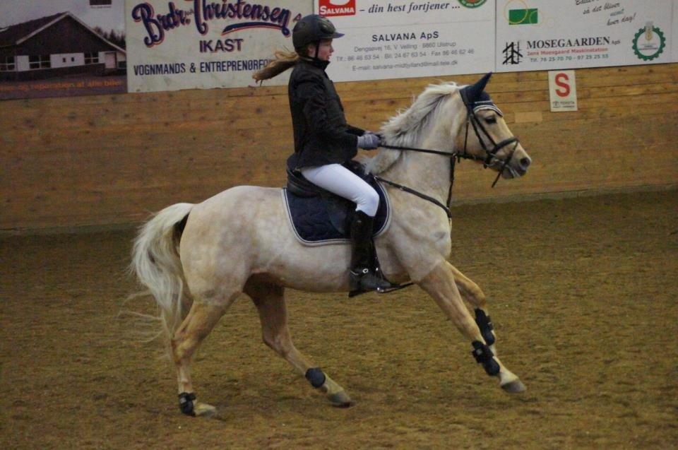 Anden særlig race Gloria (SOLGT) - Stævne i Ikast!<3 billede 12